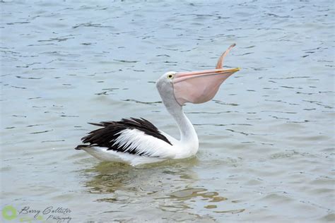 fish bird|Birds Eating Fish .